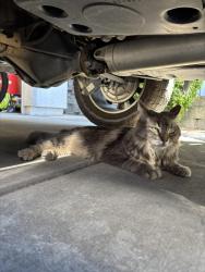 Found/Stray Unknown Cat last seen Whitney High School Area, Rocklin, CA 95765