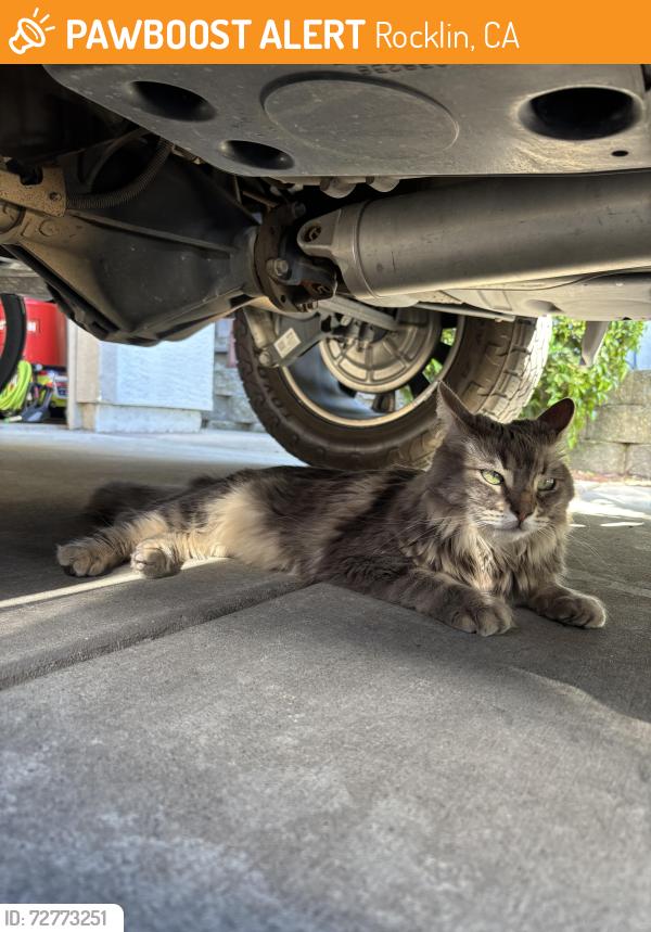 Found/Stray Unknown Cat last seen Whitney High School Area, Rocklin, CA 95765