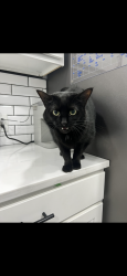 Lost Female Cat last seen 9th and Davis Ave, Grand Rapids, MI 49504