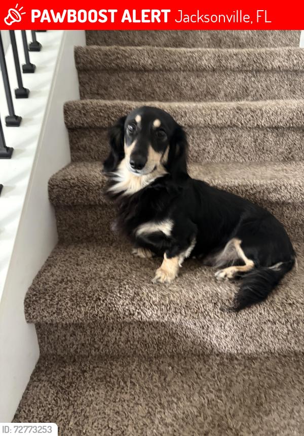 Lost Male Dog last seen Shiner dr , Alta lakes , Jacksonville, FL 32226