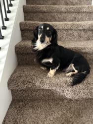Lost Male Dog last seen Shiner dr , Alta lakes , Jacksonville, FL 32226