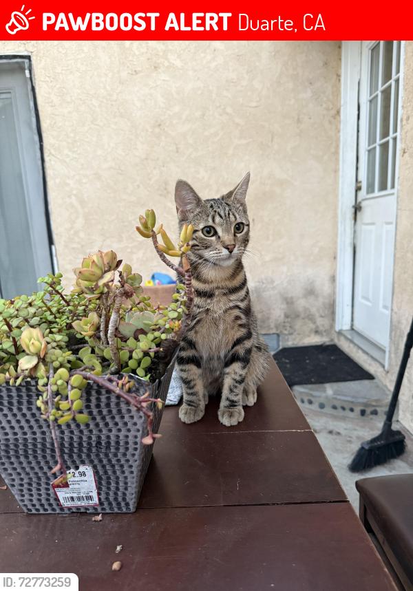 Lost Male Cat last seen 7/11, Duarte, CA 91010