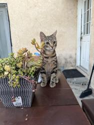 Lost Male Cat last seen 7/11, Duarte, CA 91010