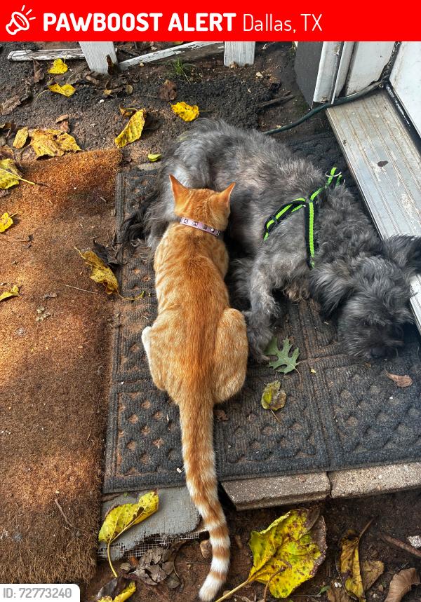 Lost Female Dog last seen 216N Trego CT , Dallas, TX 75217