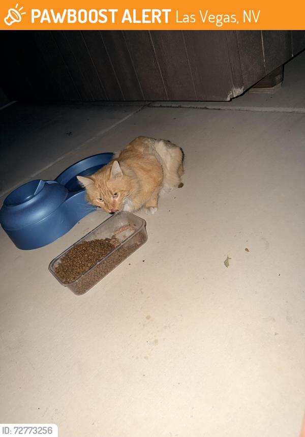 Found/Stray Unknown Cat last seen Azure & Rio Vista - close by Bob Taylors, Las Vegas, NV 89130