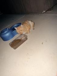 Found/Stray Unknown Cat last seen Azure & Rio Vista - close by Bob Taylors, Las Vegas, NV 89130