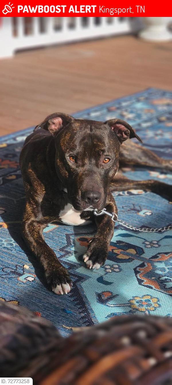 Lost Male Dog last seen Fairview ave, Alan drive all are Kingsport tn 37660, Kingsport, TN 37660