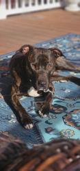 Lost Male Dog last seen Fairview ave, Alan drive all are Kingsport tn 37660, Kingsport, TN 37660