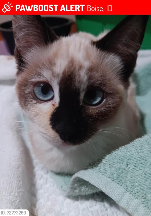 Lost Female Cat last seen Boise LDS Temple, Boise, ID 83709