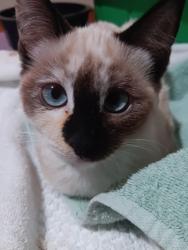 Lost Female Cat last seen Boise LDS Temple, Boise, ID 83709