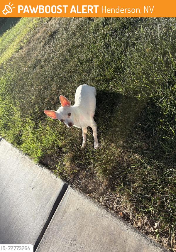 Found/Stray Male Dog last seen Gibson & Kelso dunes, Henderson, NV 89015