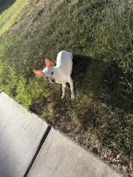 Found/Stray Male Dog last seen Gibson & Kelso dunes, Henderson, NV 89015