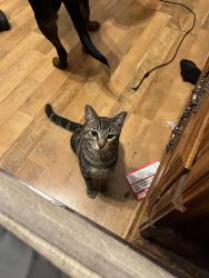 Lost Male Cat last seen Topperwein and kitty hawk , Converse, TX 78109