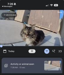 Found/Stray Unknown Cat last seen Azure and Rio vista near bob Taylor’s ranch hse, Las Vegas, NV 89130