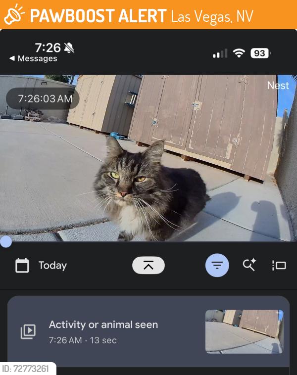 Found/Stray Unknown Cat last seen Azure and Rio vista near bob Taylor’s ranch hse, Las Vegas, NV 89130
