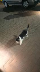 Found/Stray Unknown Cat last seen Nether Street , Greater London, England N12 8HG