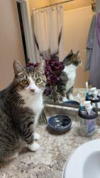 Lost Male Cat last seen Near Belsly Blvd Moorhead, MN 56560, Moorhead, MN 56560