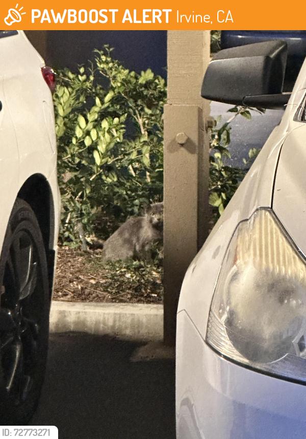 Found/Stray Unknown Cat last seen Harvard and Alron, Irvine, CA 92614