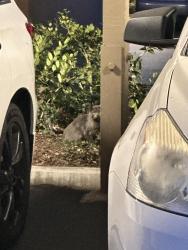 Found/Stray Unknown Cat last seen Harvard and Alron, Irvine, CA 92614