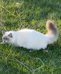 Lost Female Cat last seen Jessica & Central, Tinley Park, IL 60477