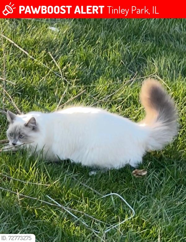 Lost Female Cat last seen Jessica & Central, Tinley Park, IL 60477