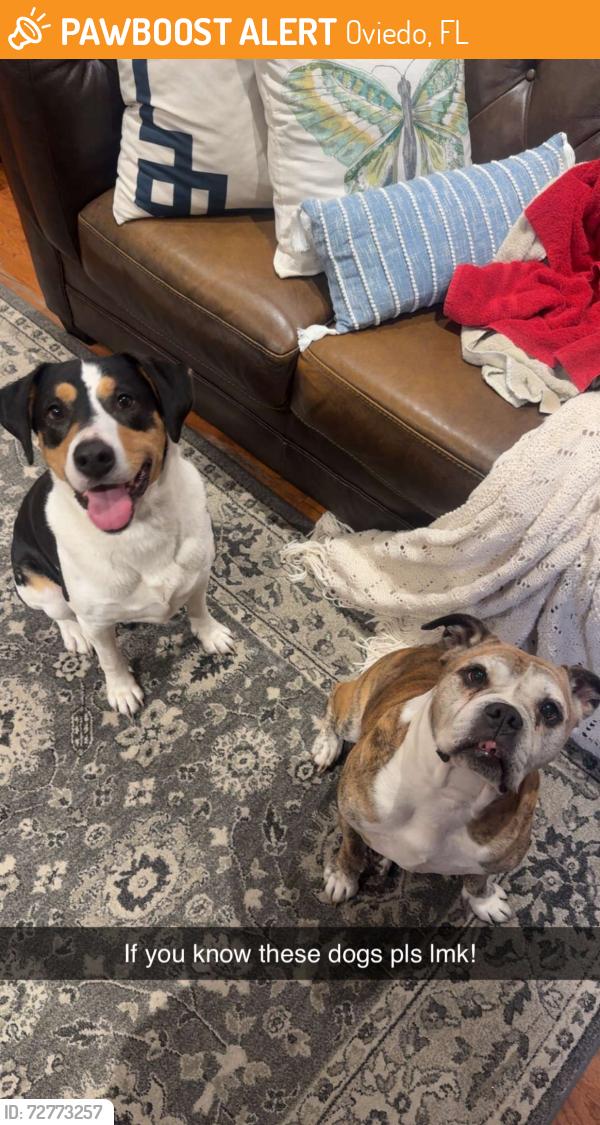 Found/Stray Male Dog last seen Near Gabriella Ln, Oviedo, FL  32765, Oviedo, FL 32765