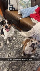 Found/Stray Male Dog last seen Near Gabriella Ln, Oviedo, FL  32765, Oviedo, FL 32765