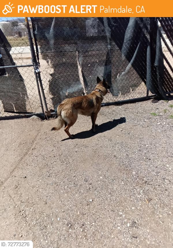 Found/Stray Female Dog last seen Sierra hwy by vincent hill, Palmdale, CA 93350