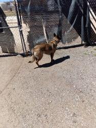Found/Stray Female Dog last seen Sierra hwy by vincent hill, Palmdale, CA 93350
