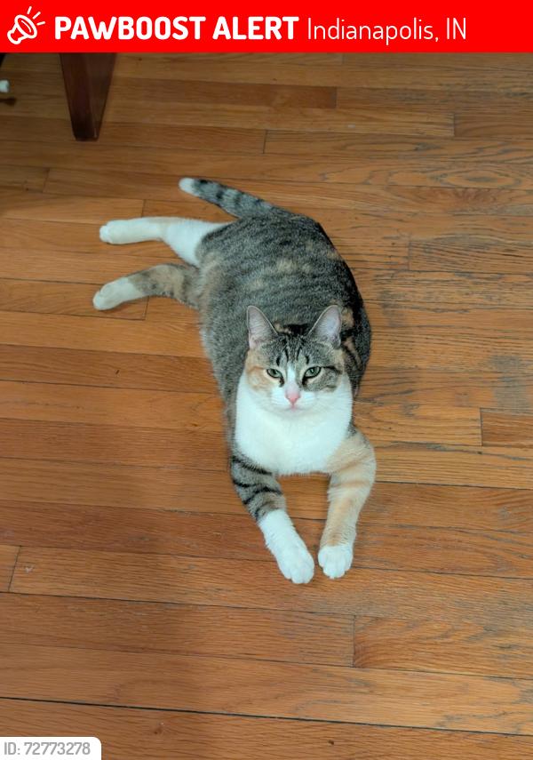 Lost Female Cat last seen Jordan ymca, Indianapolis, IN 46240