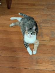 Lost Female Cat last seen Jordan ymca, Indianapolis, IN 46240