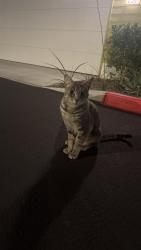 Found/Stray Unknown Cat last seen Broadway and Euclid, Anaheim, CA 92801