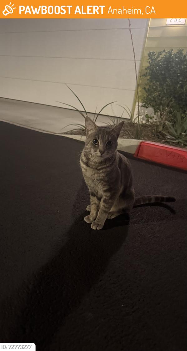 Found/Stray Unknown Cat last seen Broadway and Euclid, Anaheim, CA 92801