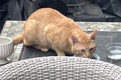 Found/Stray Male Cat last seen Coso, San Francisco, CA 94110