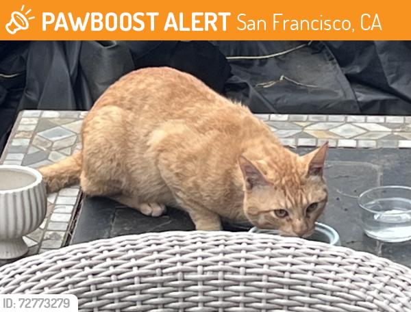 Found/Stray Male Cat last seen Coso, San Francisco, CA 94110