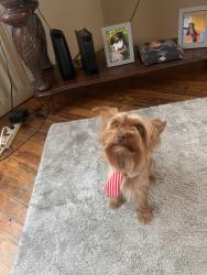 Lost Male Dog last seen jackson st, Saginaw, MI 48604
