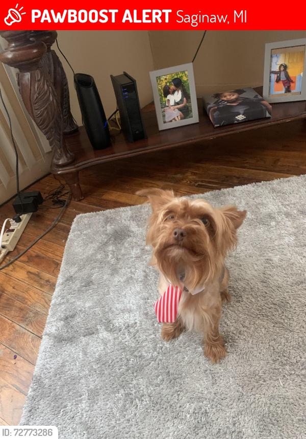 Lost Male Dog last seen jackson st, Saginaw, MI 48604