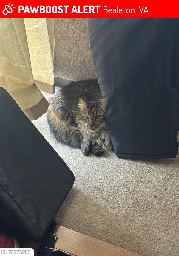 Lost Male Cat last seen Ran out of hse , Bealeton, VA 22712