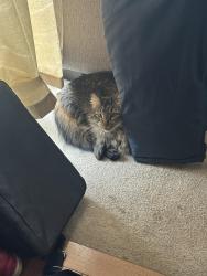 Lost Male Cat last seen Ran out of hse , Bealeton, VA 22712