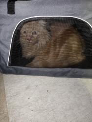 Found/Stray Unknown Cat last seen Deerfield, Irvine, CA 92604