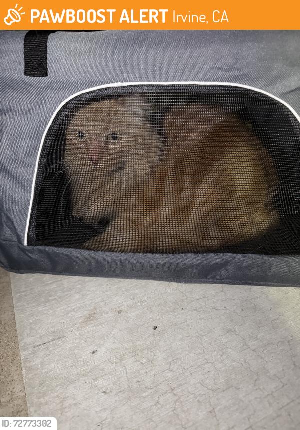 Found/Stray Unknown Cat last seen Deerfield, Irvine, CA 92604