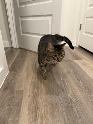 Found/Stray Male Cat last seen Bonnie brae, Denton, TX 76207