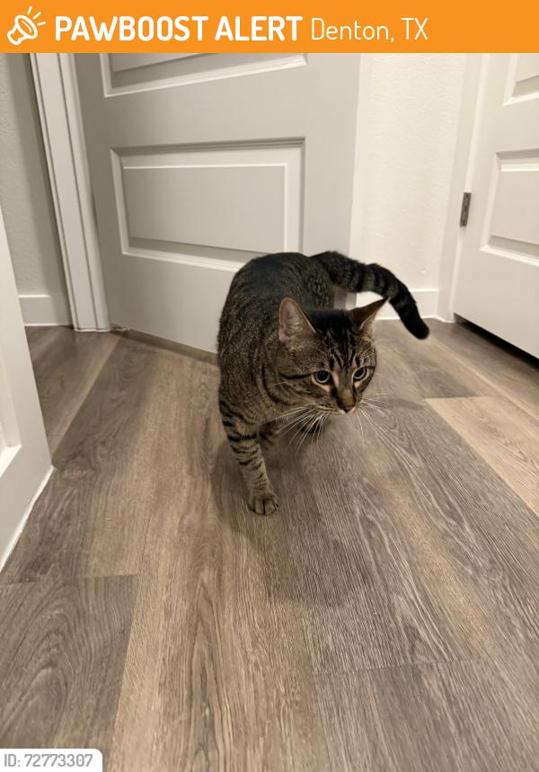 Found/Stray Male Cat last seen Bonnie brae, Denton, TX 76207