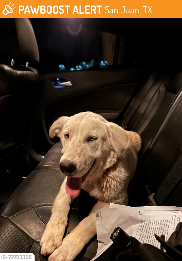Found/Stray Male Dog last seen Nolana & Cesar Chavez, San Juan, TX 78589