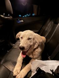 Found/Stray Male Dog last seen Nolana & Cesar Chavez, San Juan, TX 78589