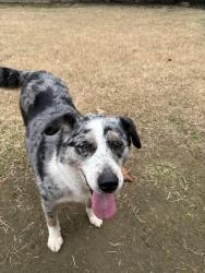 Lost Female Dog last seen Going into the grass by over pass by Scott  , Memphis, TN 38111
