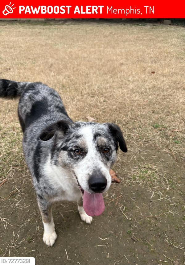 Lost Female Dog last seen Going into the grass by over pass by Scott  , Memphis, TN 38111