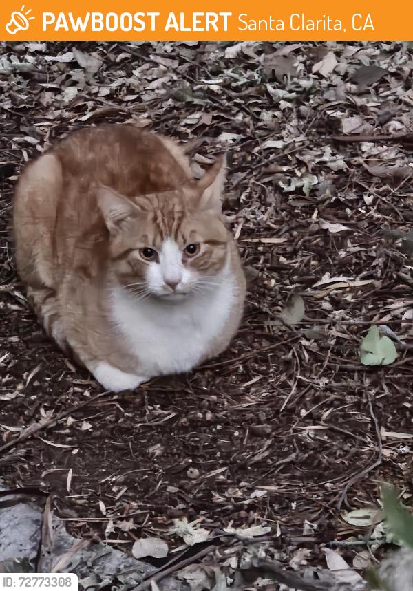 Found/Stray Male Cat last seen Saint Moritz and Bellis, Santa Clarita, CA 91355