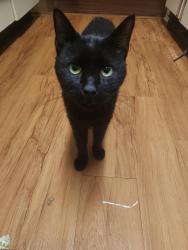 Lost Male Cat last seen McKown Road, Douglasville, GA 30134