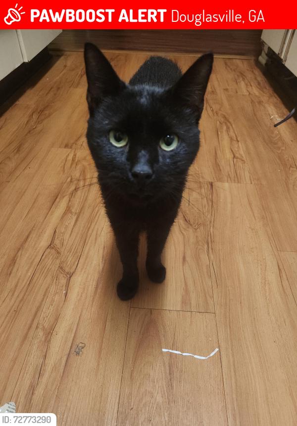 Lost Male Cat last seen McKown Road, Douglasville, GA 30134